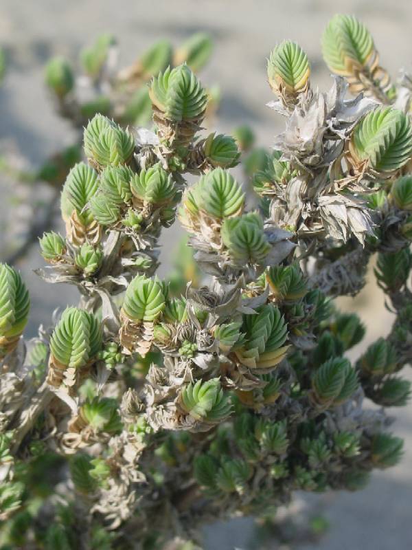 Crucianella maritima / Crucianella marittima